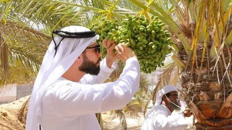 Un productor de dátiles en Abu Dhabi. (WAM)