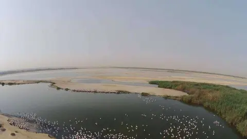 Una imagen de los manglares en Emiratos Árabes Unidos. (WAM)