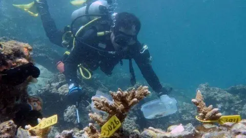 En la imagen de Reuters un buzo en los corales de Fujairah.