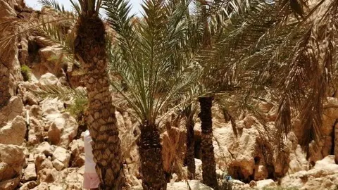 A modo ilustrativo palmera en EAU. (EL CORREO)