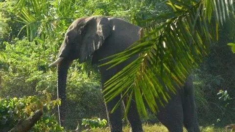 Un elefante en el parque nacional etíope.