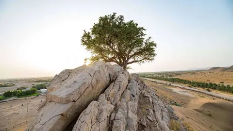 El árbol, conocido localmente como Al-Sarh, se encuentra en Al Ain. (WAM)
