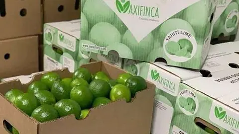 Limón Tahití colombiano que viaja rumbo al mercado de Emiratos Árabes Unidos. (Twitter)
