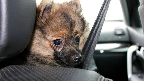 Un perro con cinturón de seguridad en el interior de un vehículo: las personas también deben llevarlo. (pxhere.com)