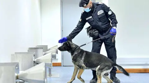 Perro policía detecta la presencia de coronavirus en pasajeros a su llegada al aeropuerto de Dubai. (WAM)