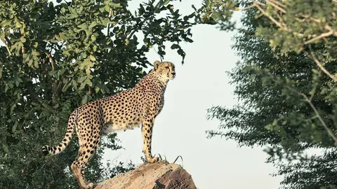 El zoo de Al Ain ofrece espectaculares imágenes a sus visitantes. (WAM)