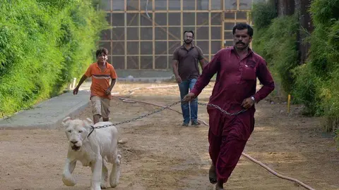 Un paquistaní pasea a un león. (AFP)