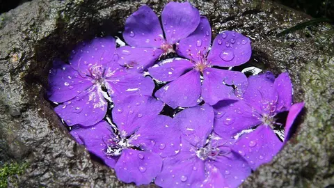 Flores violetas. (Marta Pérez)