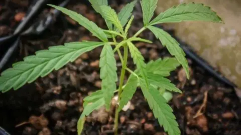 A modo ilustrativo, una planta de cannabis. (Fuente externa)