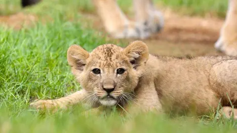 Una imagen del zoológico de Al Ain. (WAM)