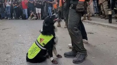 Un perro del equipo chileno en Beirut. (@paulinaLebanon)