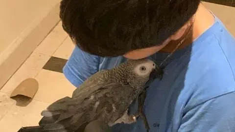 La familia difundió esta imagen del animal perdido.