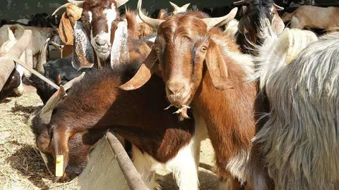 El primer envío de ovejas y cabras Jaziri entró en Emiratos Árabes a través del puerto de Al Hamriya en Dubai. (WAM)