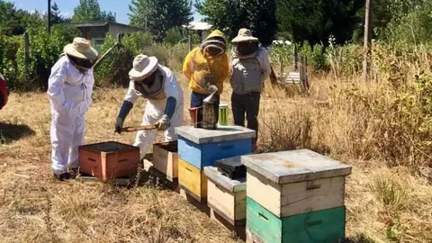 Productores chilenos de miel. (Fuente Externa)