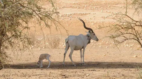 Una imagen del desierto de Emiratos Árabes Unidos. (WAM)