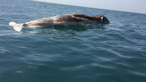  La ballena muerta frente a la costa de Ras Al Khaimah. (Humaid Al Zaabi)