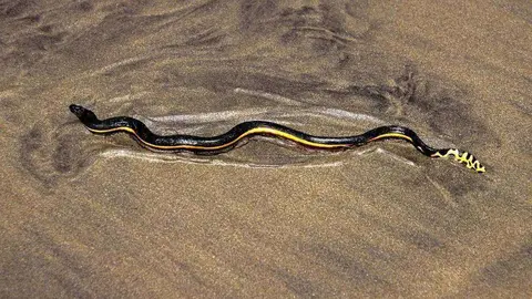Una serpiente marina. (Fuente externa)