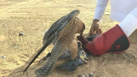 La recompensa tras un brillante vuelo sobre el cielo del desierto. (R. Pérez / EL CORREO)