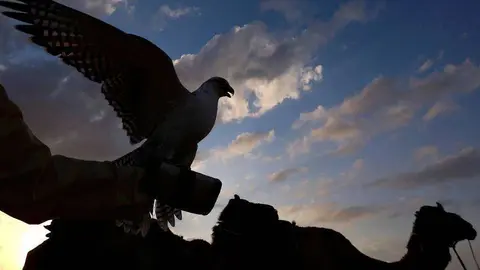 Festival de Al Dhafra. (WAM)