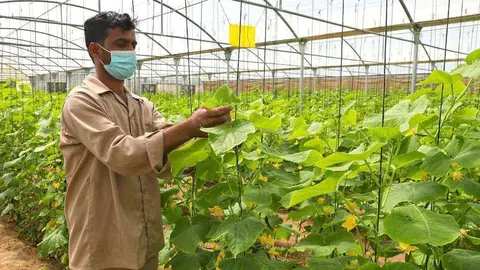 Operario agrícola en un invernadero en Al Ain. (WAM)