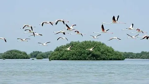 El emirato de Umm Al Quwain permite disfrutar de la naturaleza.
