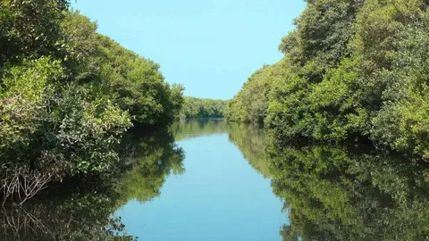 Los manglares cubren extensas franjas de la costa de Emiratos Árabes Unidos. (WAM)
