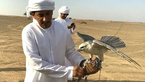 Un halcón recupera la calma en el brazo de su dueño tras participar en la competición de Saadi. (R. Pérez / EL CORREO)
