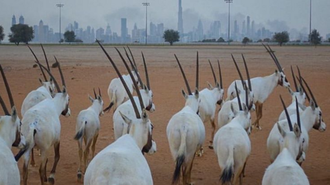 Una imagen del centro de Dubai.