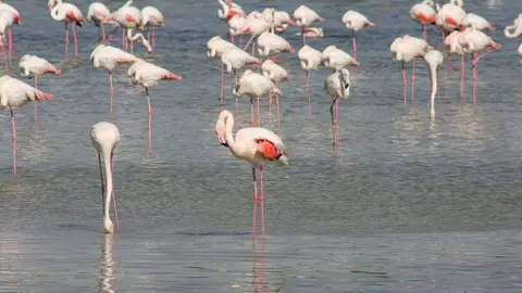 Los flamencos han encontrado su hábitat en el centro de Dubai. (R. Unquiles)