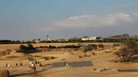 Una perspectiva del zoo de Al Ain en el emirato de Abu Dhabi. (WAM)
