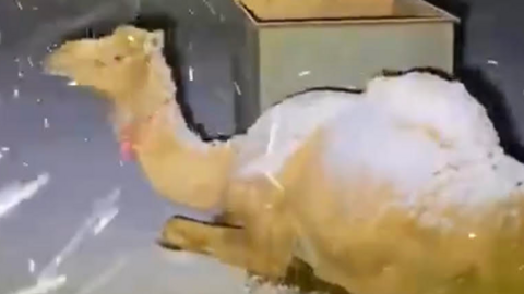 Una captura de pantalla del vídeo difundido en Twitter de la nieve en Arabia Saudita.