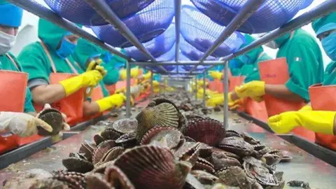 Almejas peruanas, (Fuente externa)