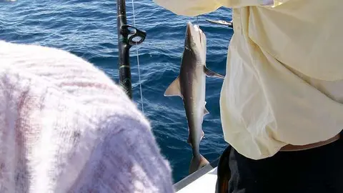 El tiburón es una de las especies que se encuentra en peligro en el mundo.