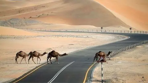 A modo ilustrativo, una imagen de camellos cruzando una calzada en Ras Al Khaimah.