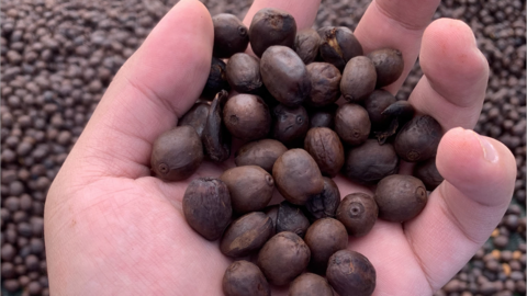 Café Pacamara en proceso natural anaeróbico. (Cedida)