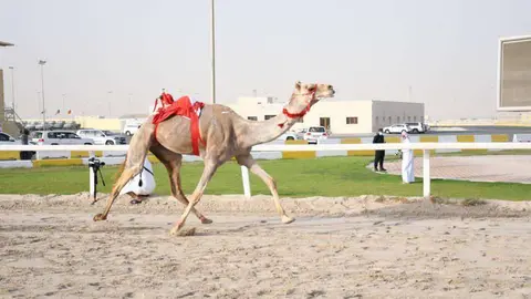 Uno de los camellos ganadores en Doha. (WAM)