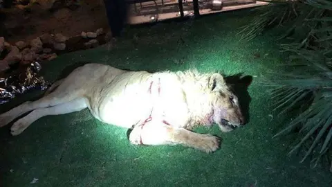 El animal fue fotografiado tras ser sacrificado. (Redes sociales)