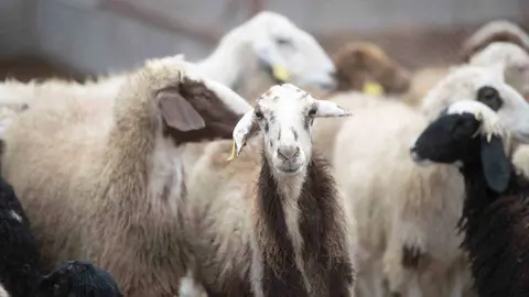 Cabras en Abu Dhabi. (WAM)
