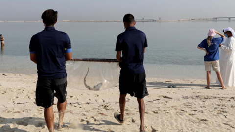 Crías de tiburones en Dubai. (AP)