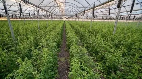 Invernadero en el desierto.