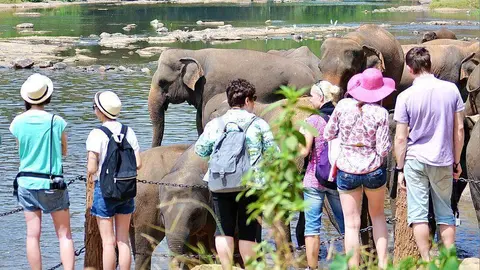 Turistas observan a una manada de elefantes en Sri Lnaka. (pxhere.com)