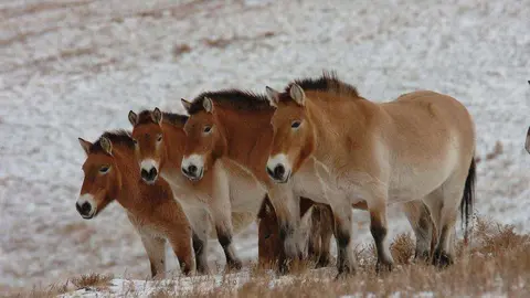Los caballos de Przewalski en el Parque Nacional Hustai. (Cortesía del Fondo de Conservación de Especies Mohamed bin Zayed)