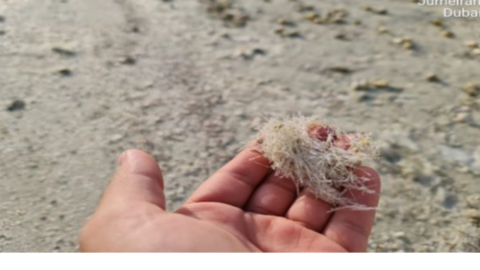 Mariposas marinas en la playa Jumeirah de Dubai. (Fuente externa)