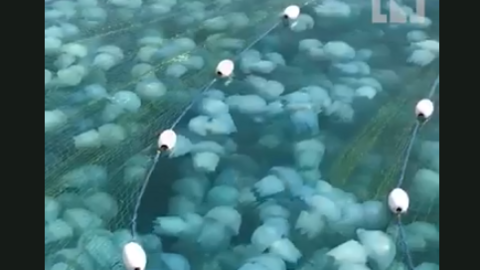 Una captura de pantalla de un vídeo difundido de medusas en RAK.