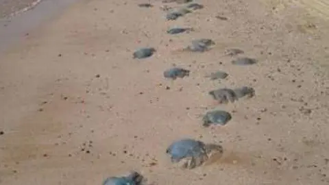 Una imagen de Twitter de las medusas muertas.