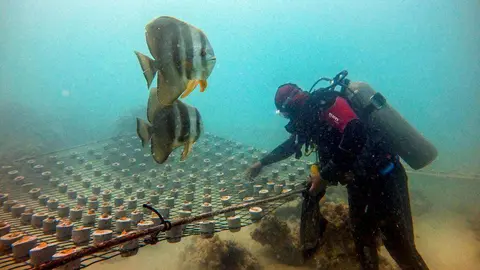 Una imagen de la plantación de arrecifes de coral en Abu Dhabi. (WAM)