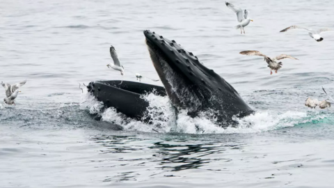 Una ballena jorobada en el santuario nacional marino Stellwagen Bank el 10 de mayo de 2018 cerca de Gloucester, Massachusetts. (AFP)