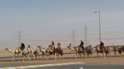Camellos de carreras en el desierto de Abu Dhabi. (EL CORREO)