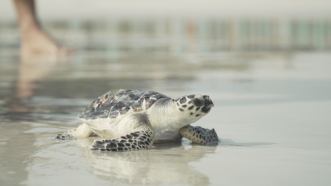 Una de las tortugas liberadas. (WAM)