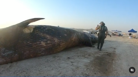 Ballena de Bryde encontrada en Jebel Ali, Dubai. 